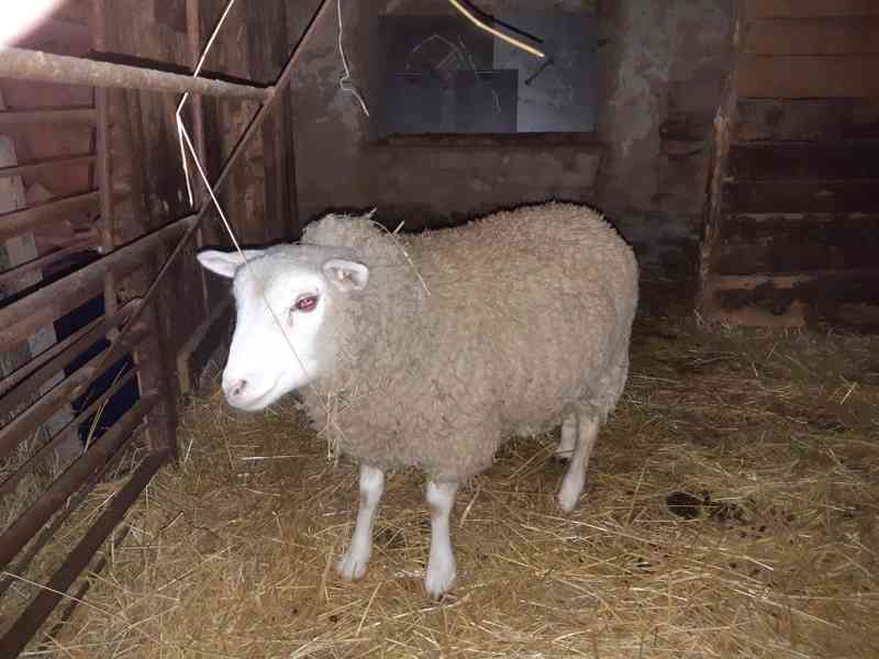 Prodej beránka - foto 2