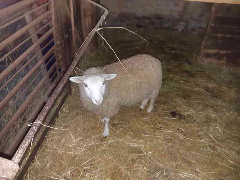 Prodej beránka - foto 1