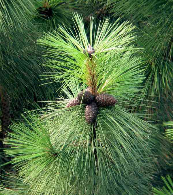 Borovice těžká (Pinus ponderosa) - 40 - 50 cm - foto 1