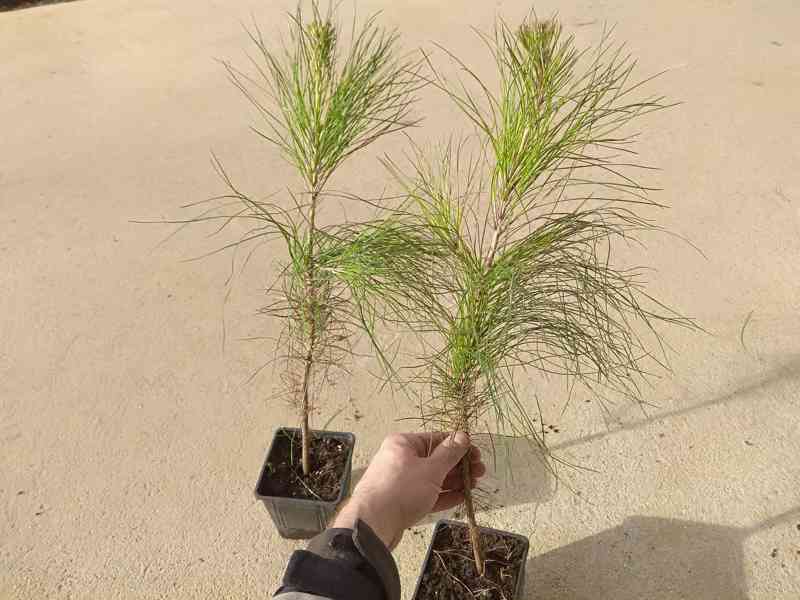 Borovice těžká (Pinus ponderosa) - 40 - 50 cm - foto 2