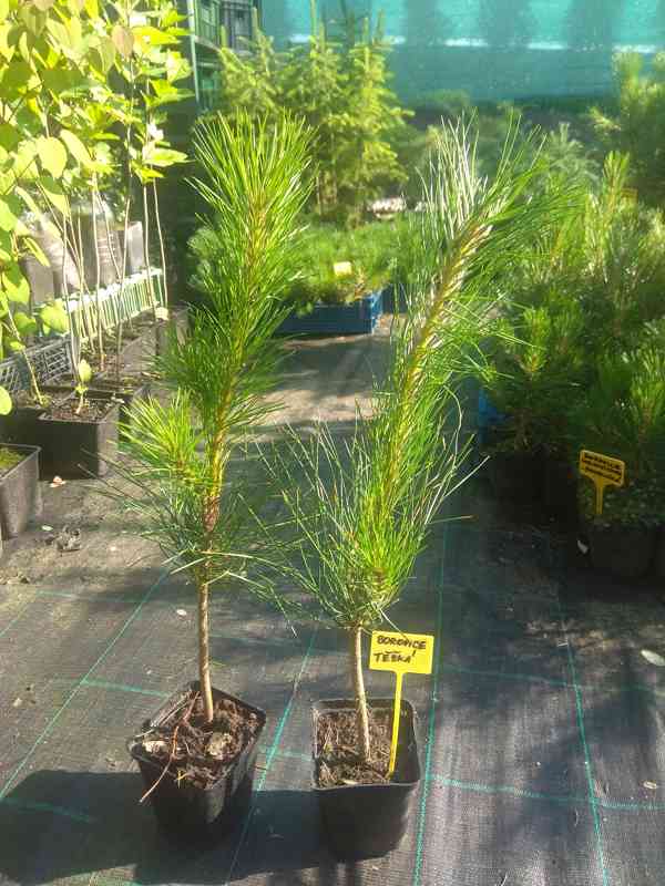 Borovice těžká (Pinus ponderosa) - 40 - 50 cm - foto 3
