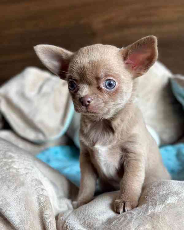 🐶 Roztomilé štěně připravené na milující domov!  - foto 4