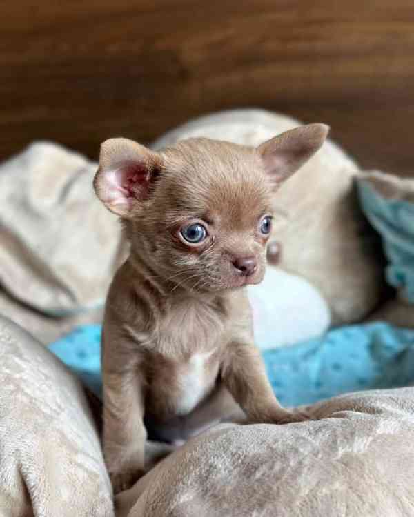 🐶 Roztomilé štěně připravené na milující domov!  - foto 2