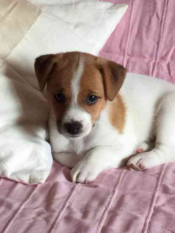 Jack russell terier  - foto 3