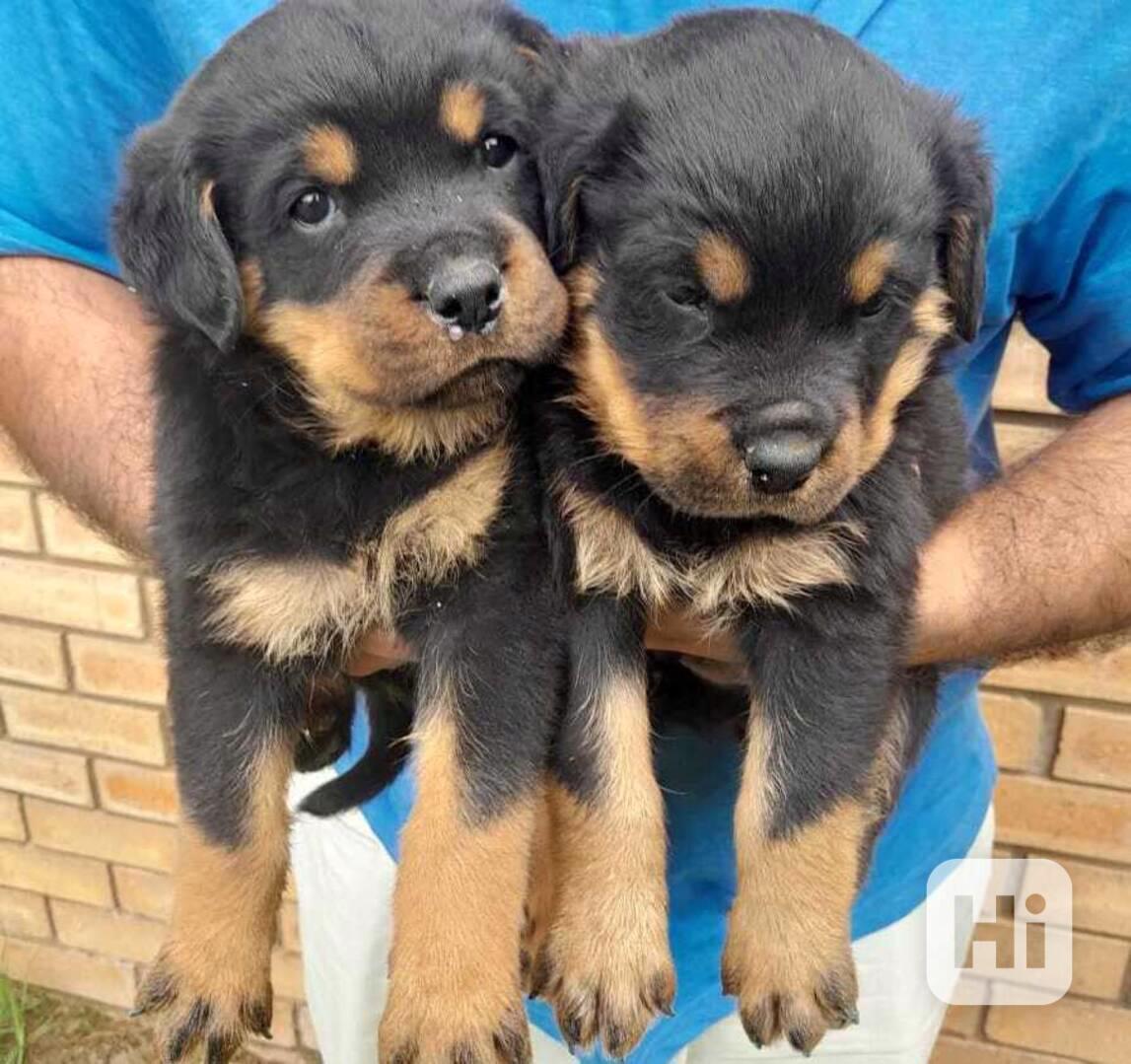 Štěňata rotvajlera k adopci - foto 1