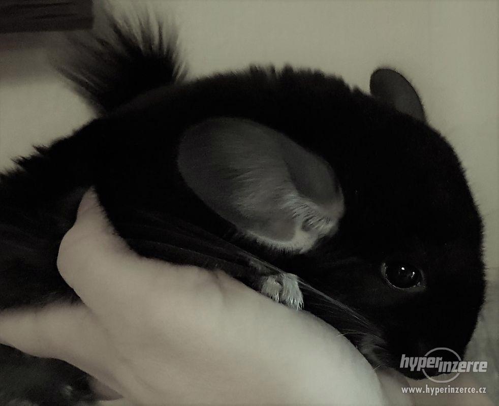 Činčila vzácná mutace Black Pearl - foto 1