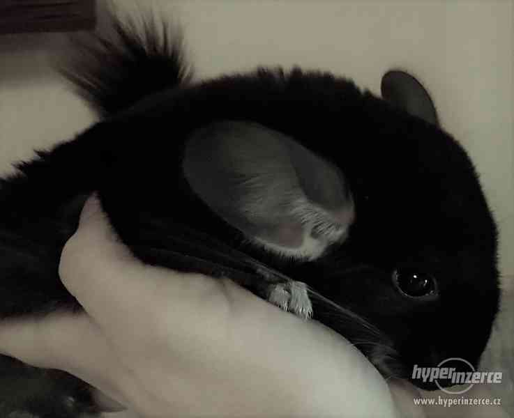 Činčila vzácná mutace Black Pearl - foto 1