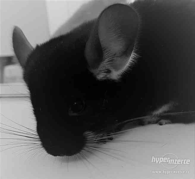Činčila vzácná mutace Black Pearl - foto 2