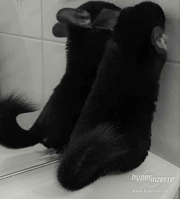 Činčila vzácná mutace Black Pearl - foto 3