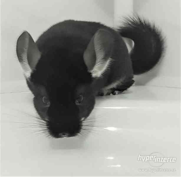 Činčila vzácná mutace Black Pearl - foto 6