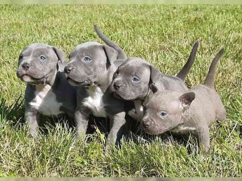 Štěňata amerického pitbulteriéra Blueline - foto 1