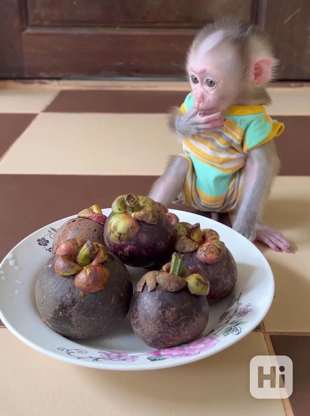 Úžasná opička s copánkem na prodej - foto 1