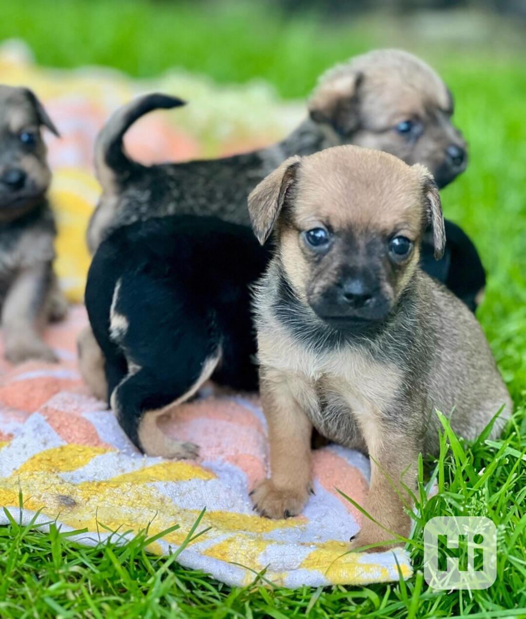 Prodáme štěňátka - kříženci - foto 1