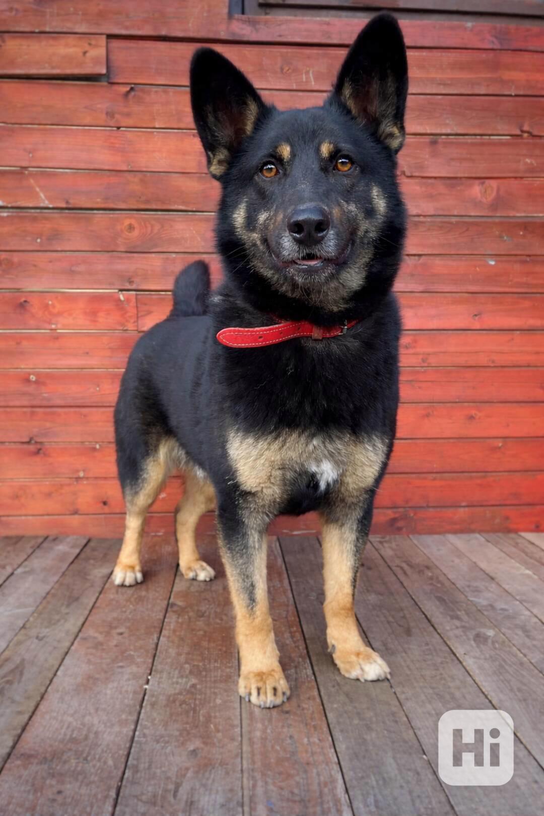 DINGO - kastrovaný psík 5 let  - foto 1