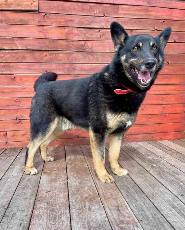 DINGO - kastrovaný psík 5 let  - foto 2