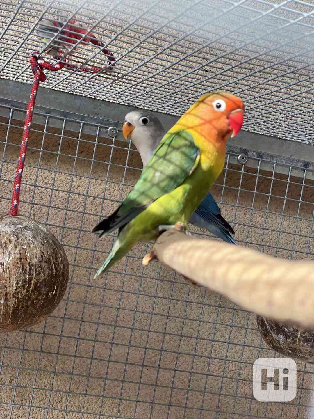 Agapornis fischeri - foto 1