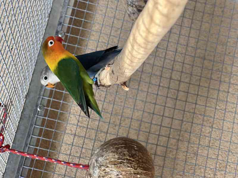 Agapornis fischeri - foto 8