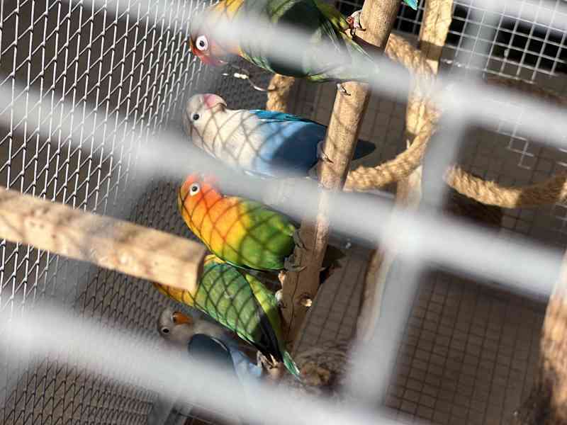 Agapornis fischeri - foto 6