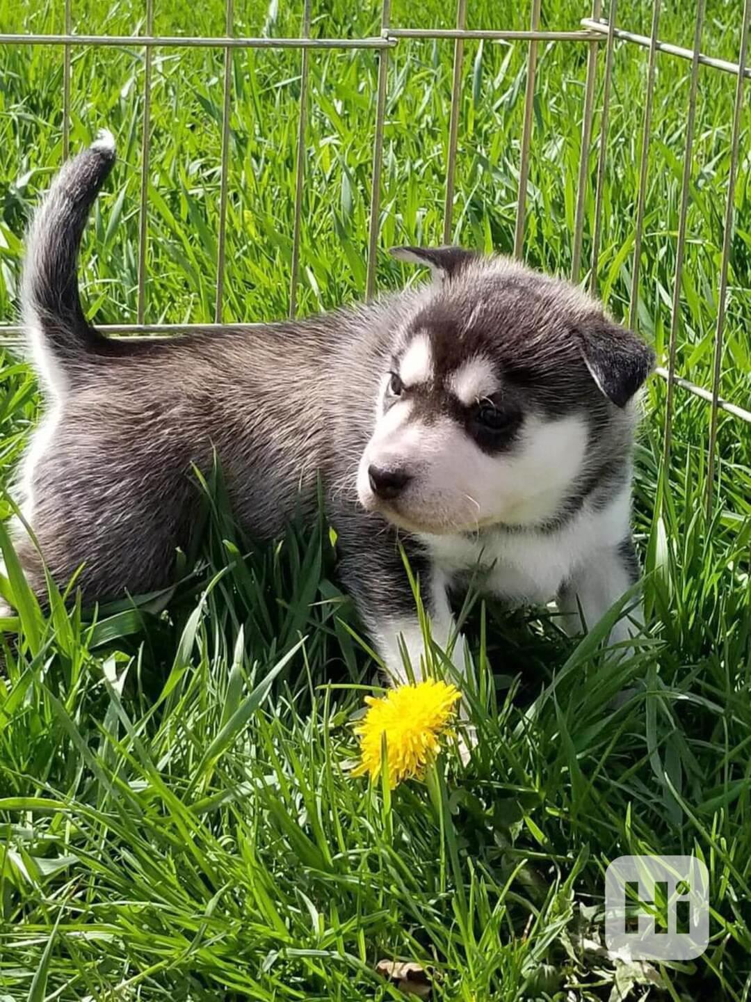 Sibiřský husky štěňata Fenka - foto 1