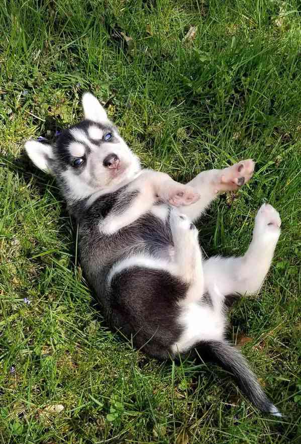 Sibiřský husky štěňata Fenka - foto 3