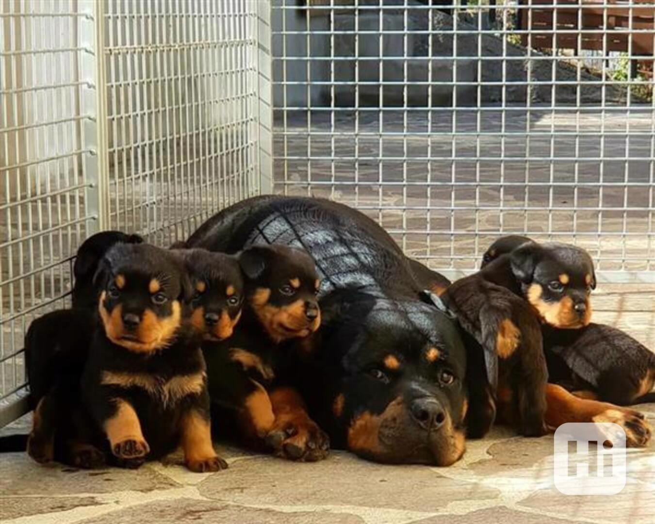 ŠTĚŇATA ROTVAJLERŮ K DISPOZICI - foto 1