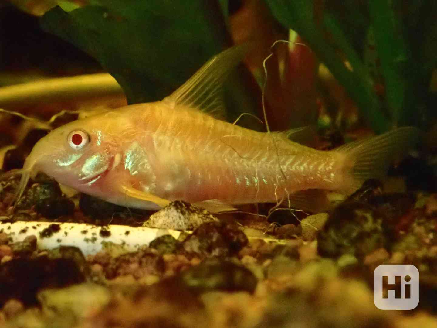 Pancéřníček skvrnitý albín - foto 1