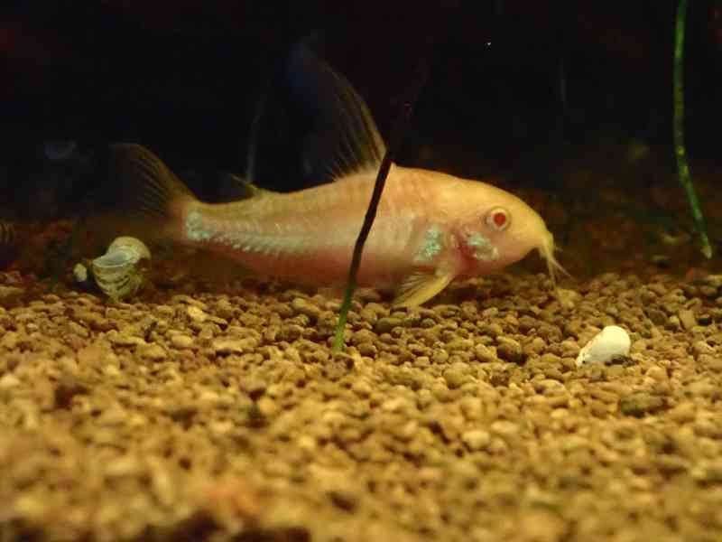 Pancéřníček skvrnitý albín - foto 2