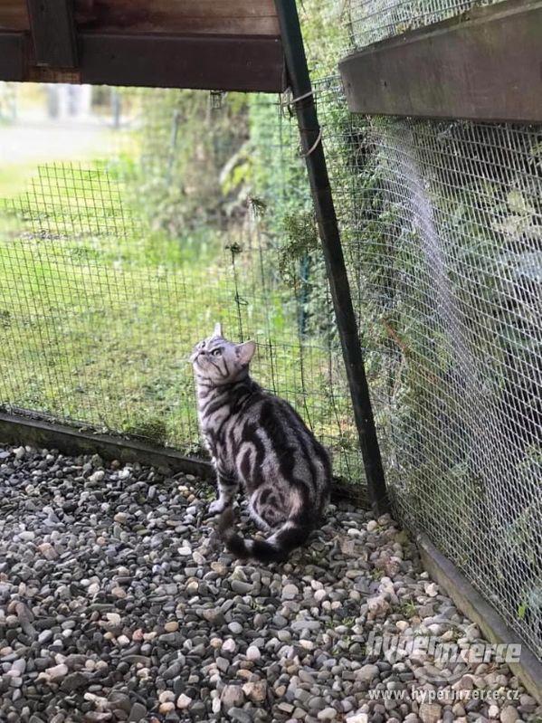Britská kočka - Stříbrně mramorovaná - foto 9