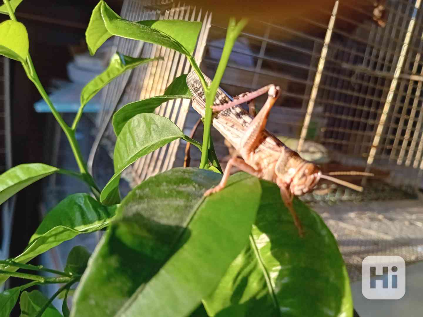 Prodám sarančata  - foto 1