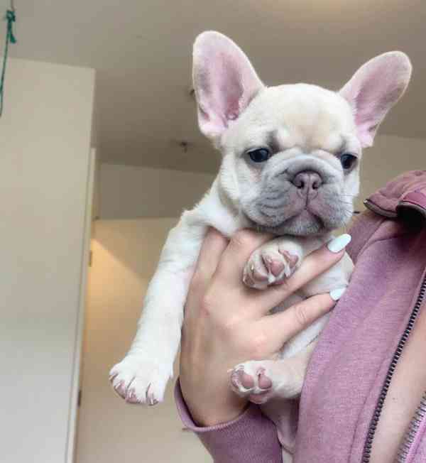 Štěňata francouzského buldoka - foto 2