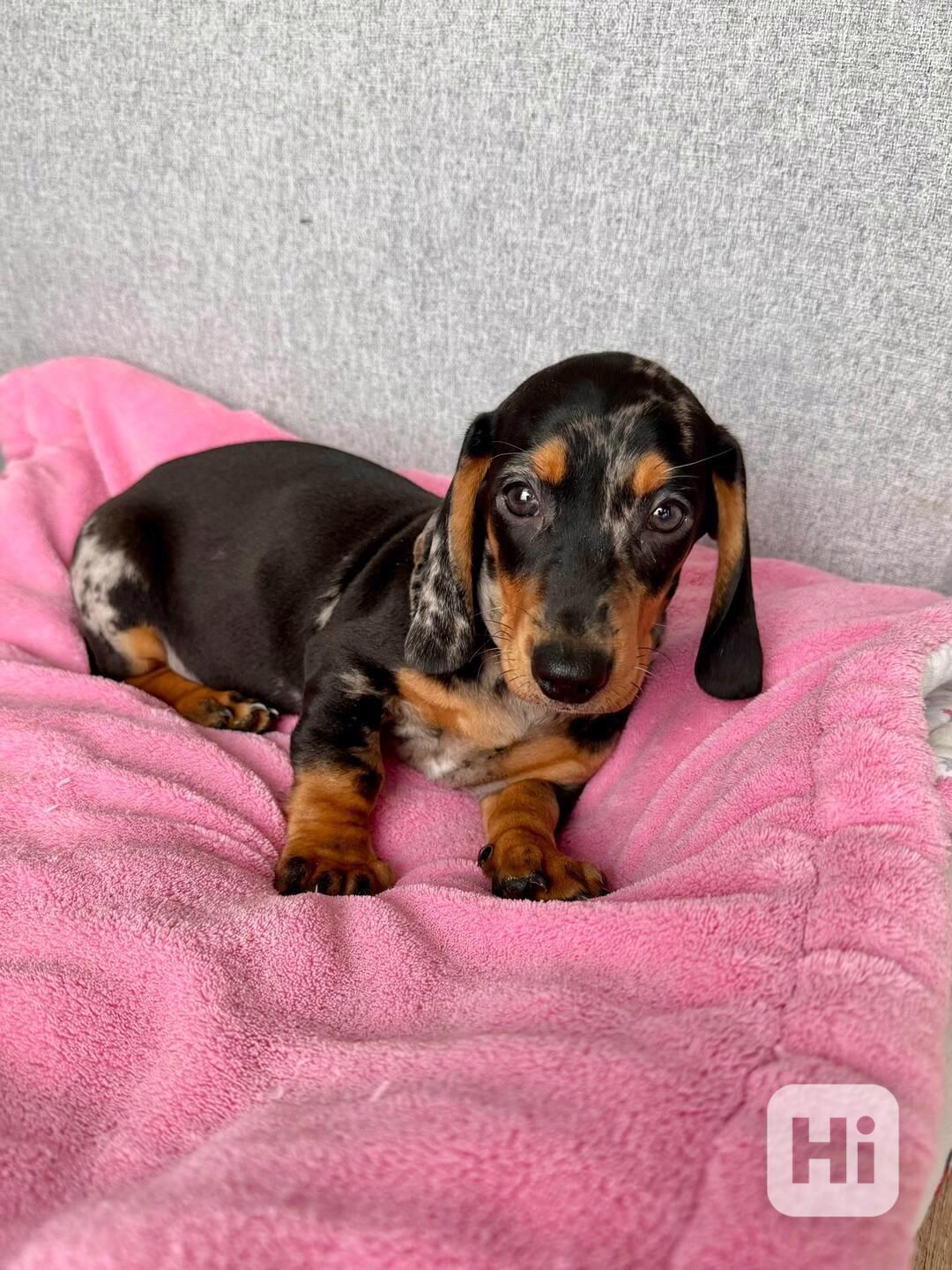 Merle Jezevčík hladkosrstý trpasličí bez PP - foto 1