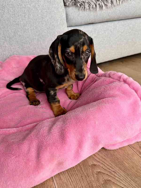 Merle Jezevčík hladkosrstý trpasličí bez PP - foto 3