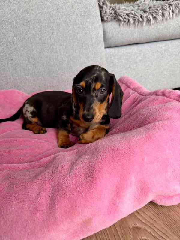 Merle Jezevčík hladkosrstý trpasličí bez PP - foto 6