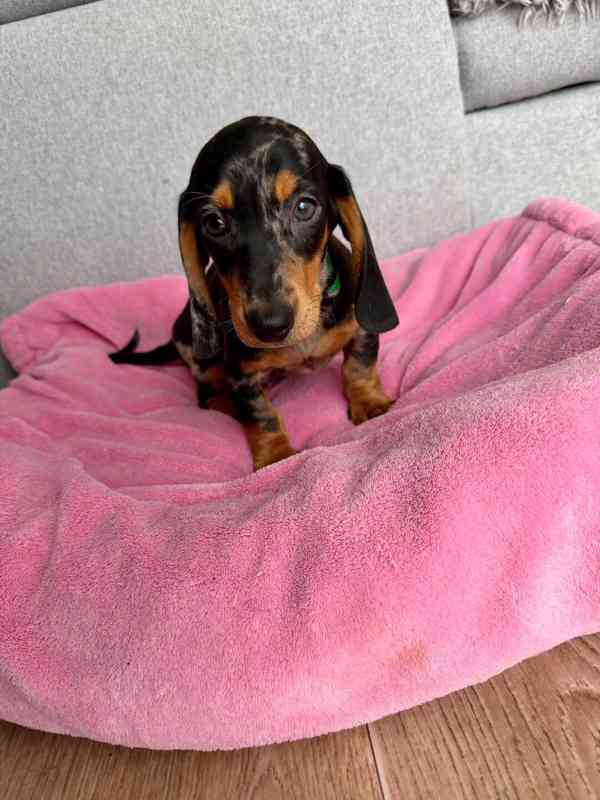 Merle Jezevčík hladkosrstý trpasličí bez PP - foto 2