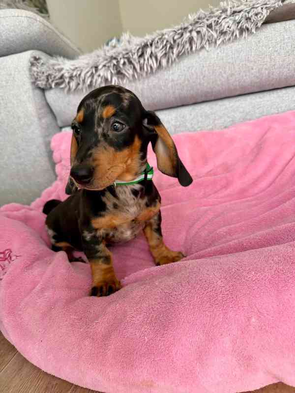 Merle Jezevčík hladkosrstý trpasličí bez PP - foto 5