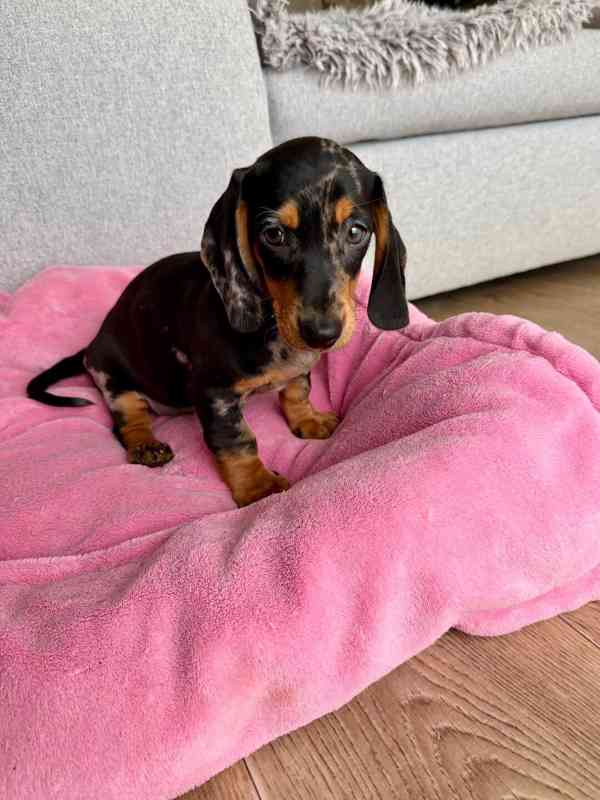 Merle Jezevčík hladkosrstý trpasličí bez PP - foto 7