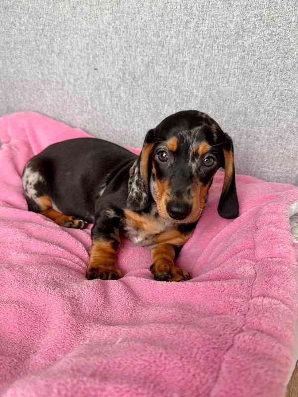 Merle Jezevčík hladkosrstý trpasličí bez PP - foto 1