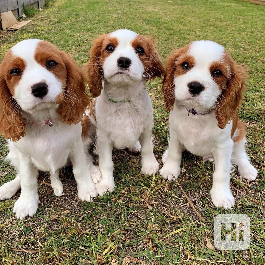 Kavalír King Charles španěl - foto 1