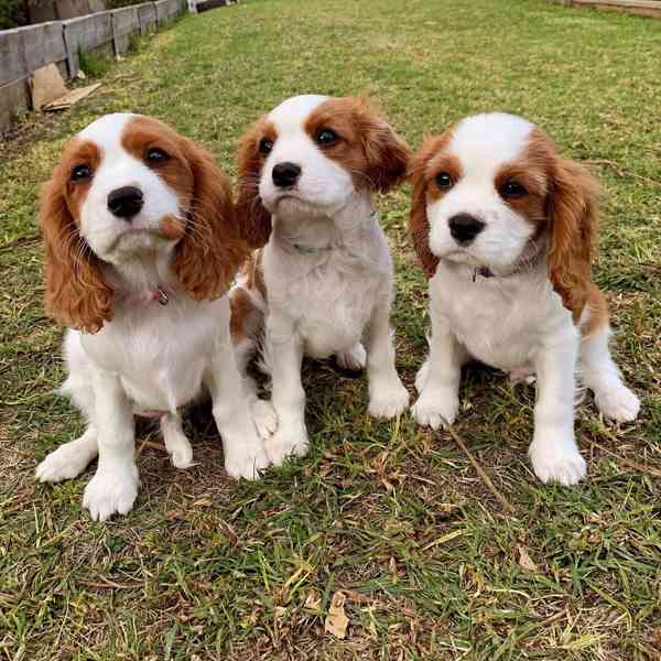 Kavalír King Charles španěl - foto 5