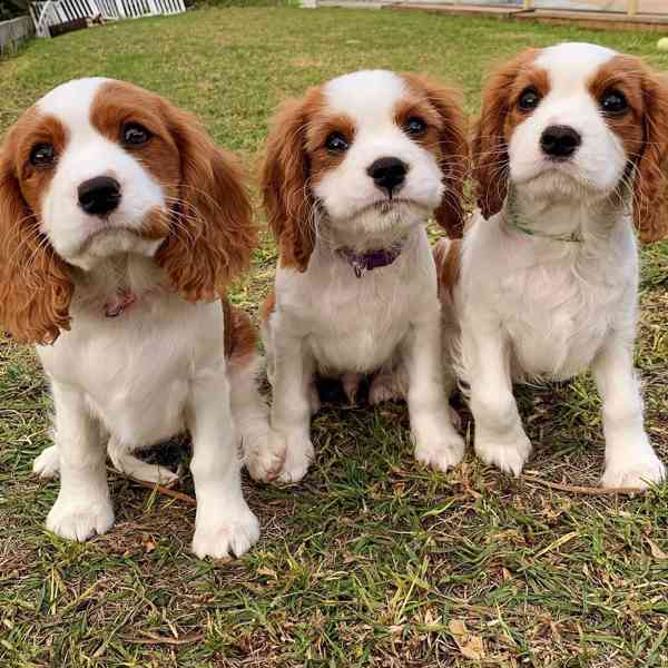 Kavalír King Charles španěl - foto 2