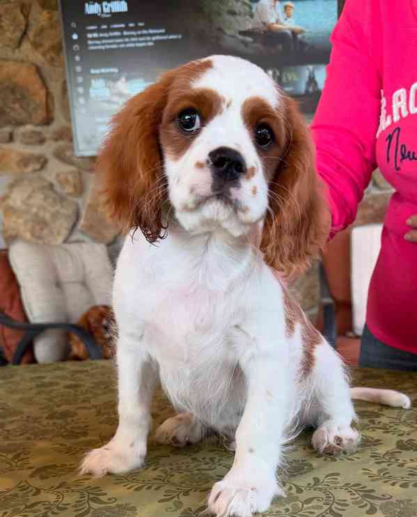 Kavalír King Charles španěl - foto 4