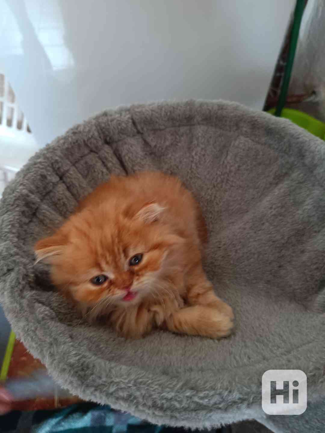 Perská kočka  - foto 1