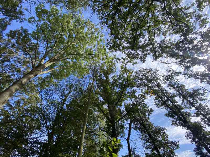 Lesní pozemek Obora u Boskovic - foto 8