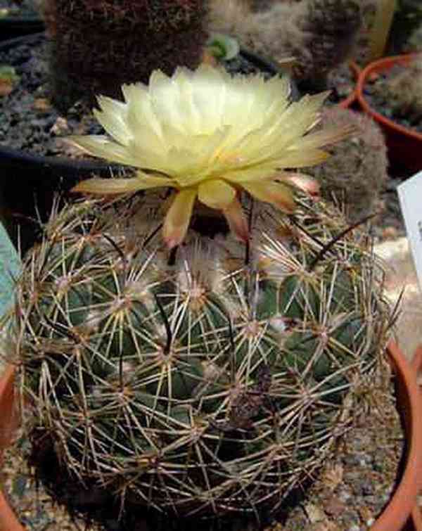 semena kaktus Coryphantha reduncuspina - foto 1