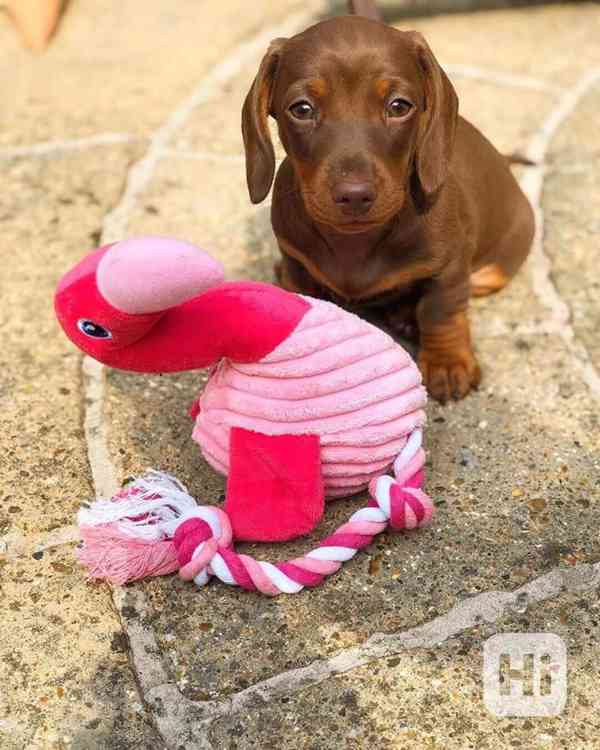 Jezevčík hladkosrstý (fena) s PP k prodeji Jezevčík hladkosr - foto 1