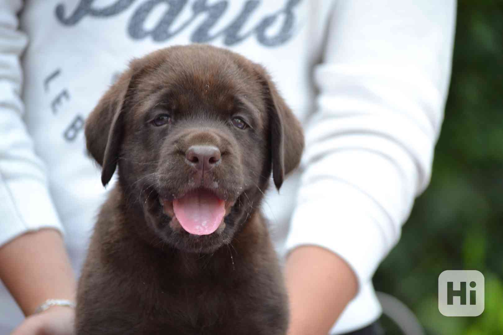 Čokoládová šťěňátka labradorů s PP - foto 1