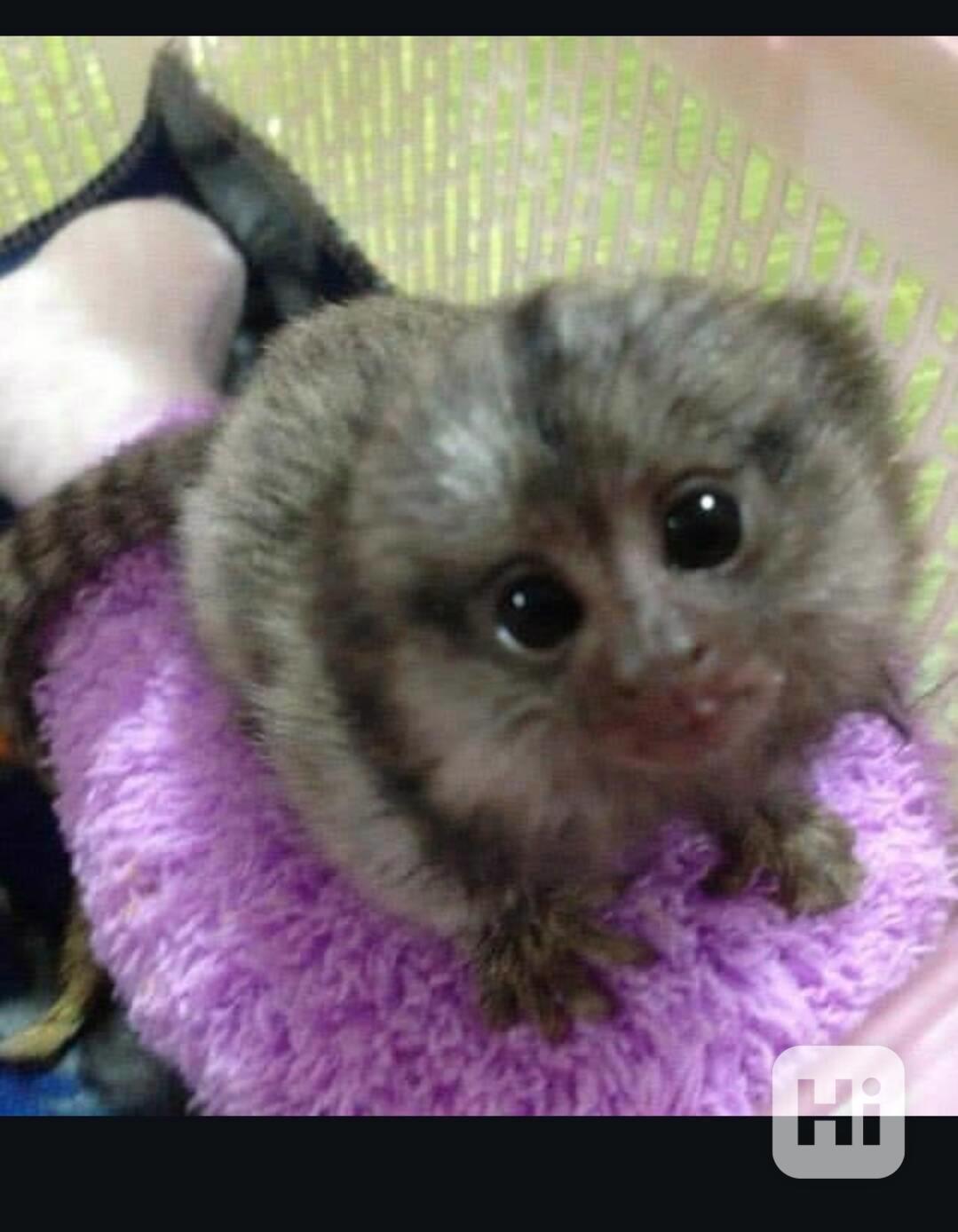 Kosmani k adopci zdarma - foto 1