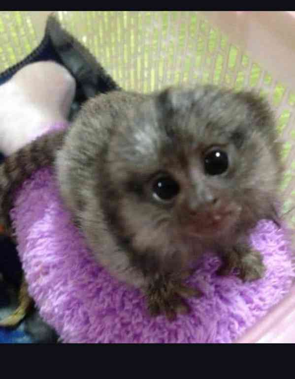 Kosmani k adopci zdarma