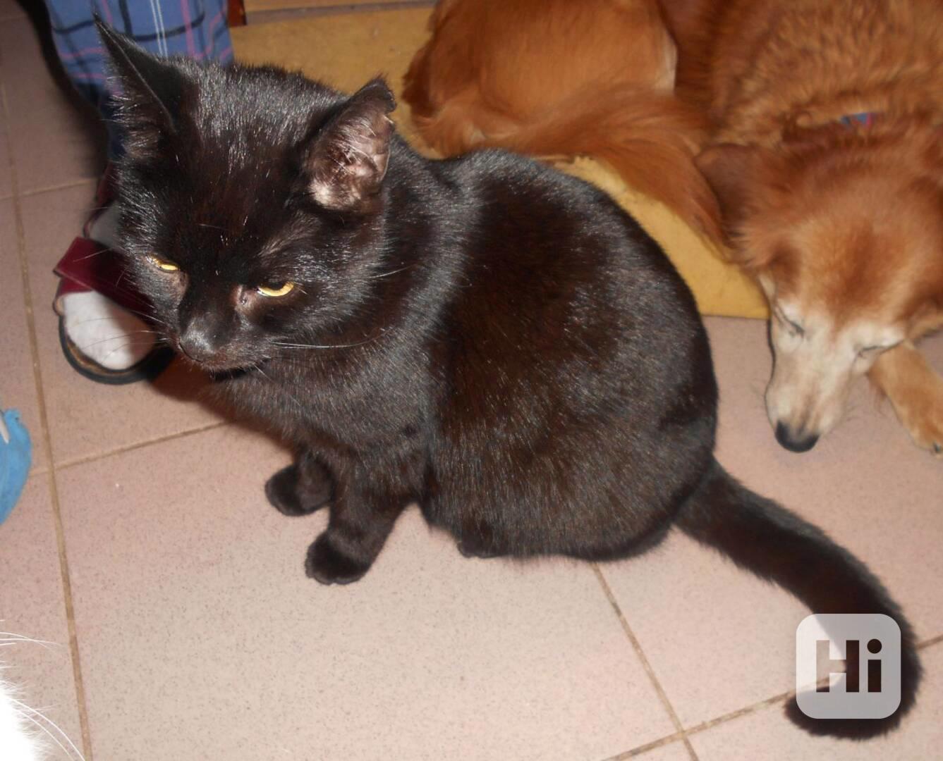 Černá Sissi, vstřícná, milá, komunikativní, vítací kočička - foto 1