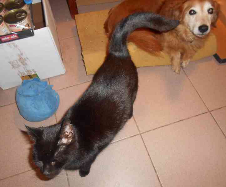 Černá Sissi, vstřícná, milá, komunikativní, vítací kočička - foto 5